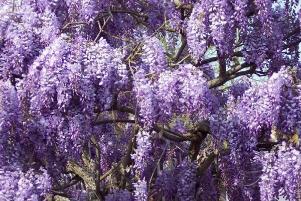 image_glycine.jpg