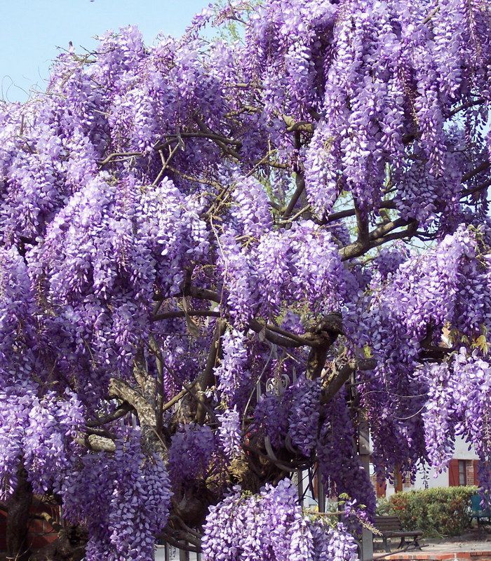 image_glycine.jpg